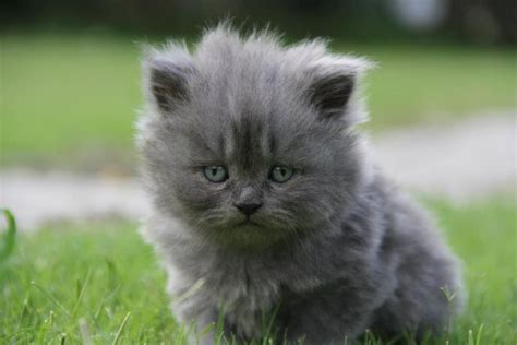 Persian Kittens Ladies Korner Grey Persian Kittens For Sale In Cheap
