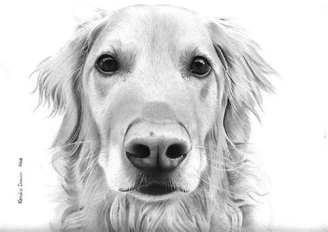 Step by step tutorial to draw realistic dog noses. Golden Retriever | I thought I was done with this drawing ...
