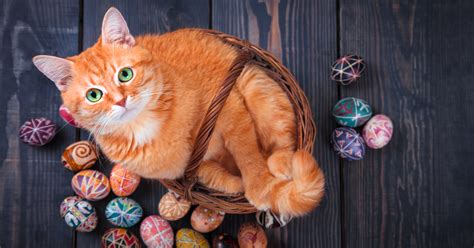 How To Create A Happy Easter With Your Cat