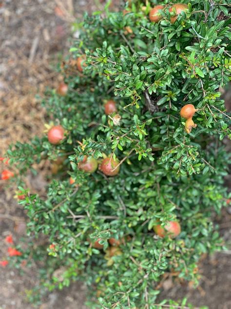 Organic Dwarf Pomegranate Cuttings For Propagation Free Etsy