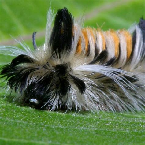 9 Different Types Of Caterpillars Moth Caterpillar Insects