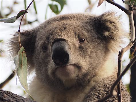 Koala Raymond Island Tree · Free Photo On Pixabay