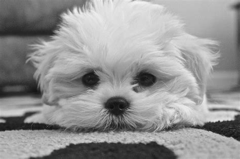 Photograph Izzy Teacup Puppies Maltese Maltese Puppy Teacup Puppies