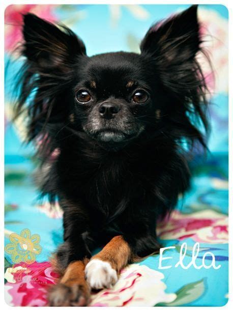 Never Seen An Entirely Black Long Haired Chi In 2020 Chihuahua