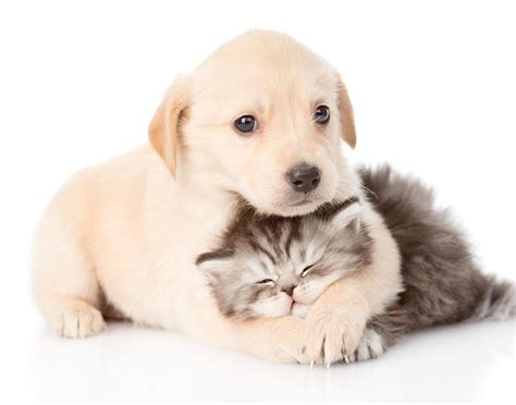 All nationwide pet insurance members have access to live veterinary guidance about everything between general questions and identifying urgent care needs. Nationwide VPI Pet Insurance WARNING
