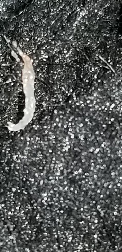 Find & download free graphic resources for jelly fungi. Pin on Everything Morgellons