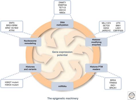 Epigenetic Determinants Of Cancer