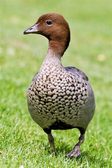 Geese Maned Gooseaustralian Wood Duck For Sale At River Cottage