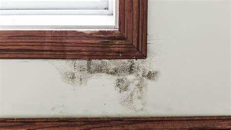 What Does Black Mold Look Like Forbes Home
