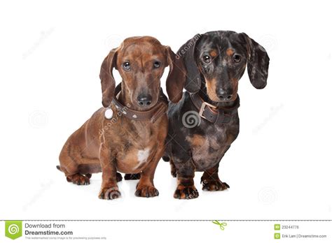 Two Dachshund Dogs Stock Photo Image Of Canine Teckel 23244776