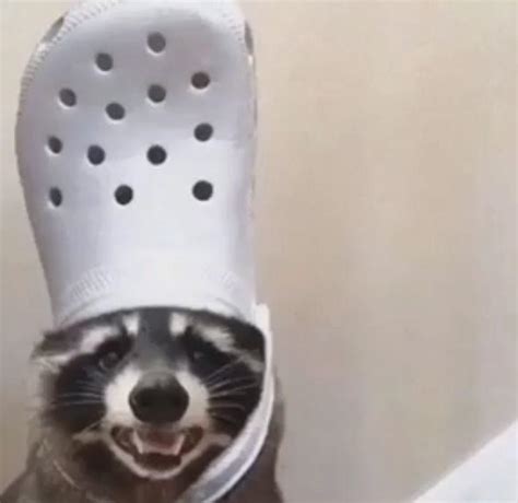 Croc Raccoon Gives You A Croc And Leaves Ritemshop