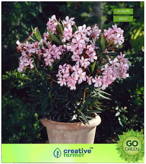 Buy Flowering Tree Seeds Container Grown Oleanders Plant Seeds