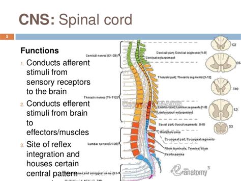 Function Of Spinal Cord Central Nervous Systemppt A Similar