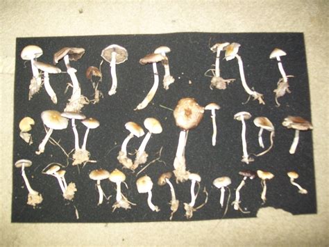 Psilocybe Cubensis Found In Houston Texas More Pics Mushroom