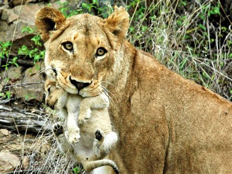 7 Incredible Facts About Africas Animal Mothers