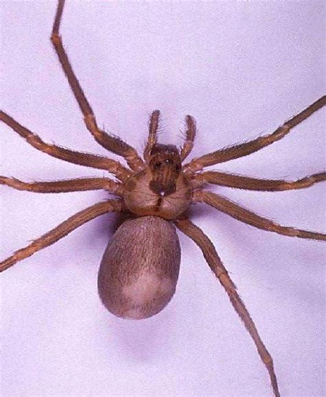 Brown Recluse Spider Dangerous Spiders In The World（画像あり）