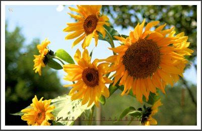 It remains the most expensive flower ever sold. beautiful flowers: different varieties of flowers