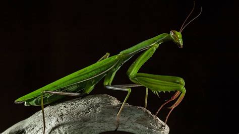 A Female Praying Mantis Is A Predatory Insect Adopt And Shop