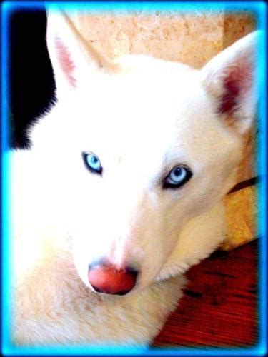 Rare Snow White Pure Siberian Husky Puppies For Sale In