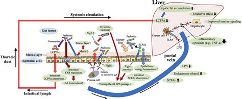 Frontiers Role Of The Gut Microbiota In Regulating Non Alcoholic