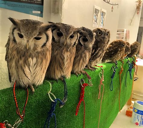 The cafe owns an incredible snowy white owl that you can actually pet! Into the East: Tokyo Owl Cafe - Fukuro No Mise