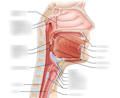 Pharynx Larynx And Upper Trachea Diagram Quizlet My XXX Hot Girl