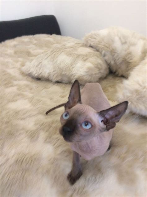 Sphynx Cats For Sale St Louis Mo 289975 Petzlover