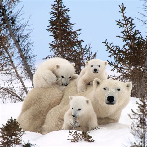 Extremely Soft And Incredibly Cute Polar Bear Triplets Frolic In Canada