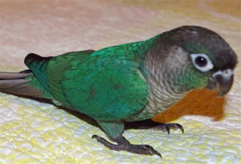 Find green cheek pineapple conure in birds for rehoming | find birds locally for sale or adoption in ontario : Wanted Green cheek conure | Sheffield, South Yorkshire ...