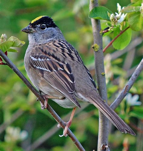 Golden Crowned Sparrow Ebirdr