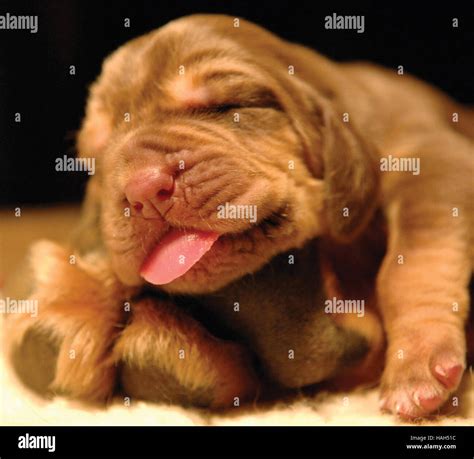 Baby Newborn Puppy Bloodhound Stock Photo Alamy