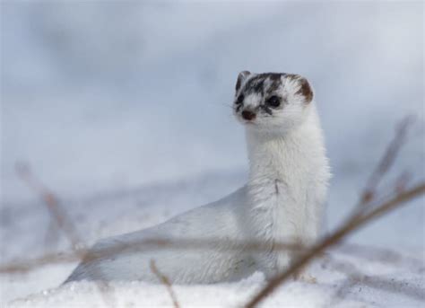 7 Fierce Facts About Weasels Mental Floss