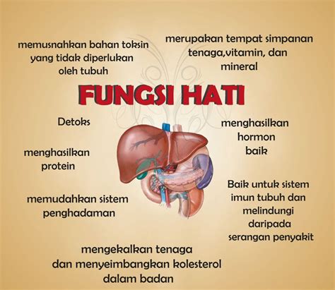 Trakea merupakan tabung udara besar yang mengarah dari laring (kotak suara) menuju ke bronkus sebagai salah satu organ tubuh dalam bidang pernapasan, fungsi trakea pada manusia sangatlah beragam. Fungsi Hati Rangkuman Singkat - Catatan IPA