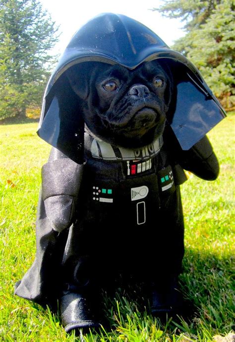 The 70 Absolute Best Pet Costumes We Have Ever Seen Dog Costumes