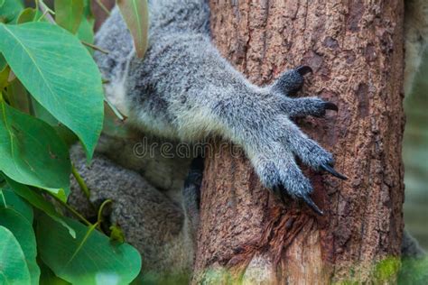 Close Up Of Koala Claws Stock Photo Image Of Fauna Teddy 45208616
