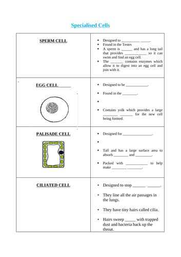 Gcse Biology Specialized Cells Lesson 9 Teaching Resources