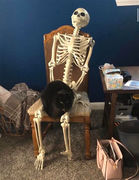 Photoshop Battles Psbattle Cat Sitting On A Fake Skeleton