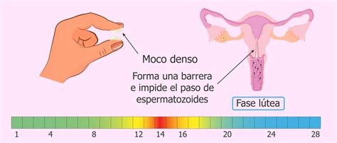 ¿cómo Es El Moco Cervical En El Periodo Fértil