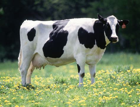 有圖 美國乳牛 飲食台 香港高登討論區
