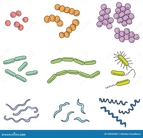 Bacteria Definition Types Benefits Risks Examples