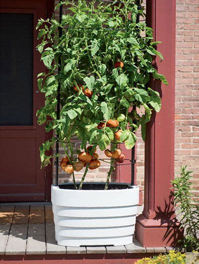 Tomatoes Growing In A Self Watering Patio Planter Growing Tomatoes In