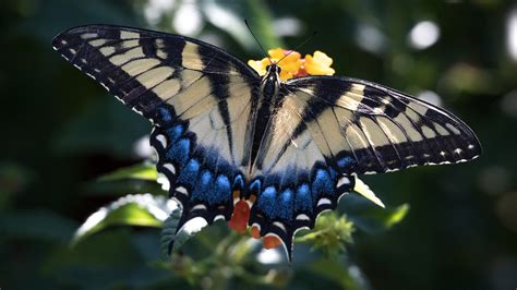 Light Yellow Blue Butterfly In Blur Background Hd