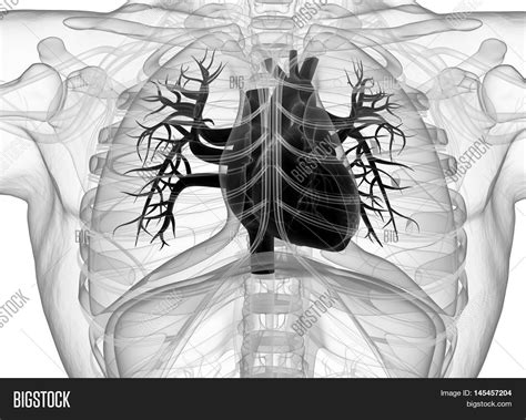 Human Heart Rib Cage Image And Photo Free Trial Bigstock