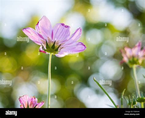 Beautiful Pink Cosmos Flower On Blurred Background Stock Photo Alamy