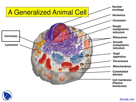 Generalized Animal Cell Introduction To Biology Lecture Slides