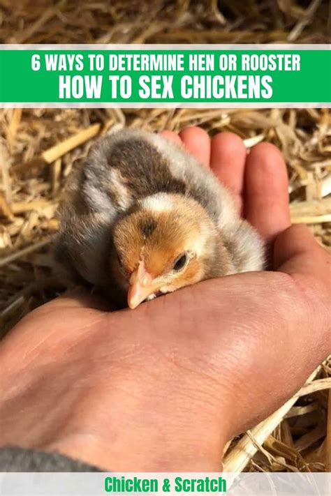 how to sex chickens 6 ways to determine hen or rooster