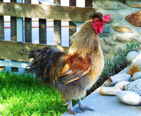 Free Images Bird Beak Color Chicken Fowl Fauna Rooster Poultry
