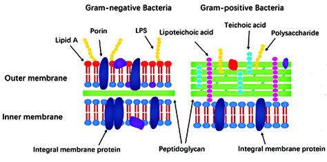 Comparison Between Gram Negative And Gram Positive Bacteria Cell Walls