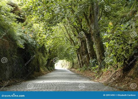 Road Covered By Lush Green Trees Stock Photo Image Of Green Sunny