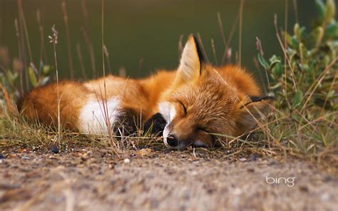 Sleeping Fox 2013 Bing Widescreen Wallpaper Preview